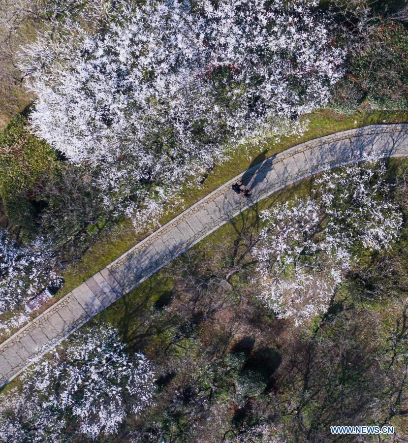 in pics: plum blossoms at chaoshan mountain scenic area