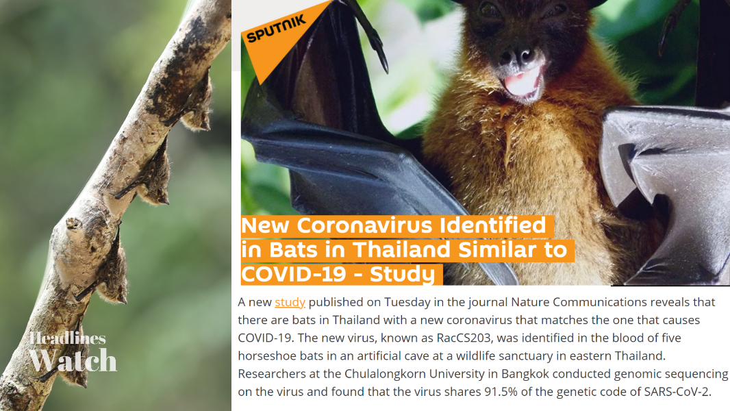 New study finds bats in Thailand carry coronavirus similar to COVID-19:  media - Xinhua