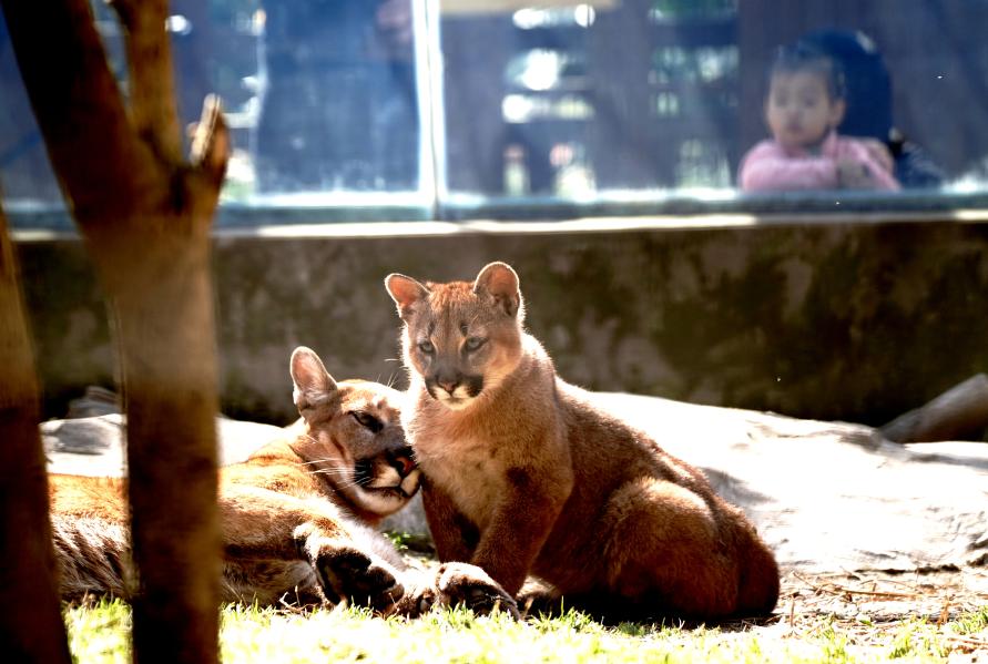 Puma cubs born at Shanghai Zoo get names - Xinhua