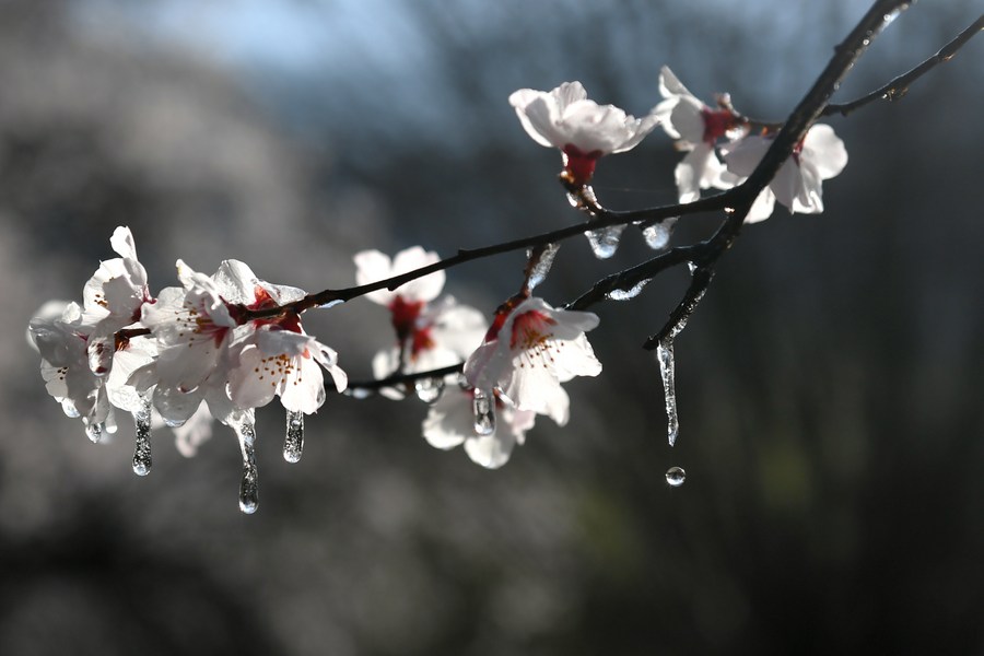 Why northerners often display peach blossoms during Lunar New Year, Culture - Sports