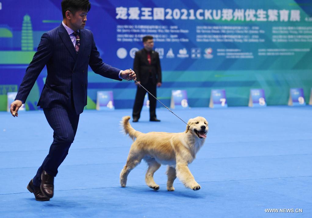 Blue Dog Show Competition in 2021