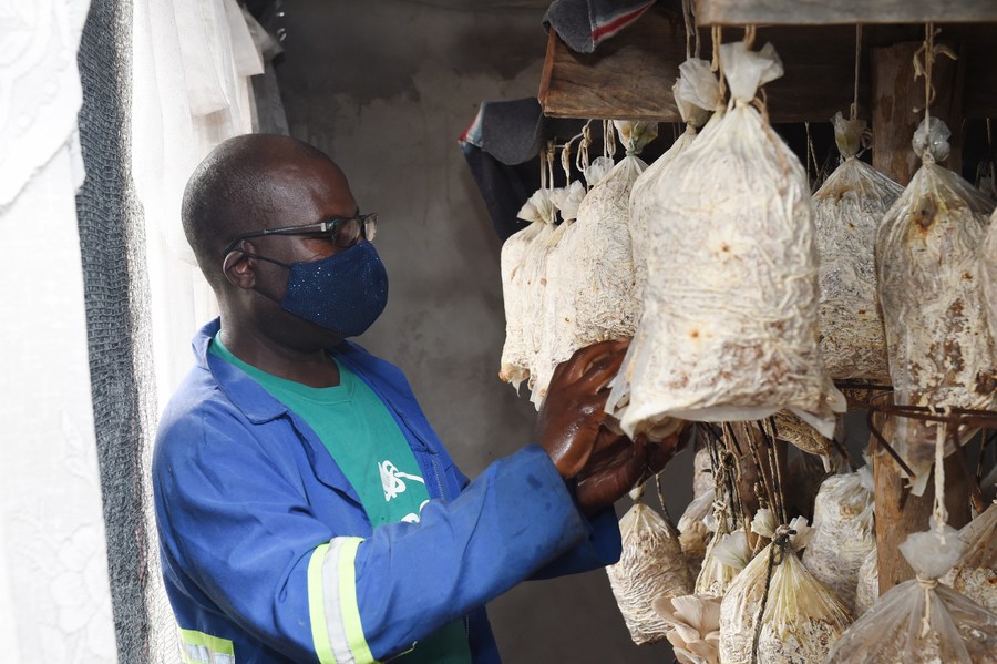 Dong Thap farmers make fortune growing straw mushrooms