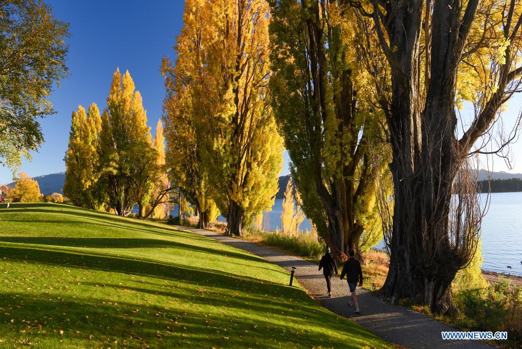 Autumn Scenery Of Lake Wanaka In New Zealand Xinhua Englishnewscn