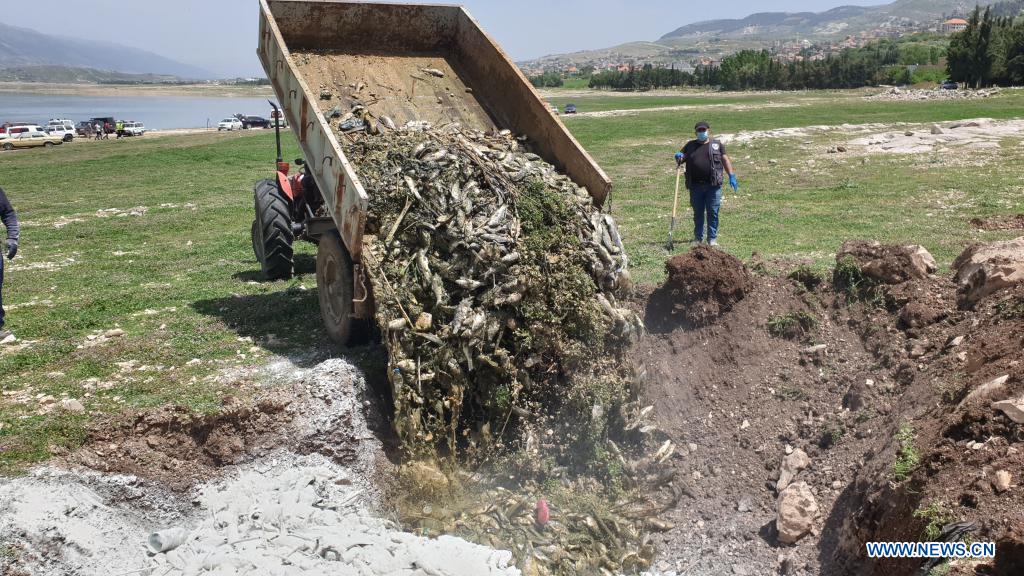 People clear dead fish from Lake Qaraoun in west Bekaa, Lebanon