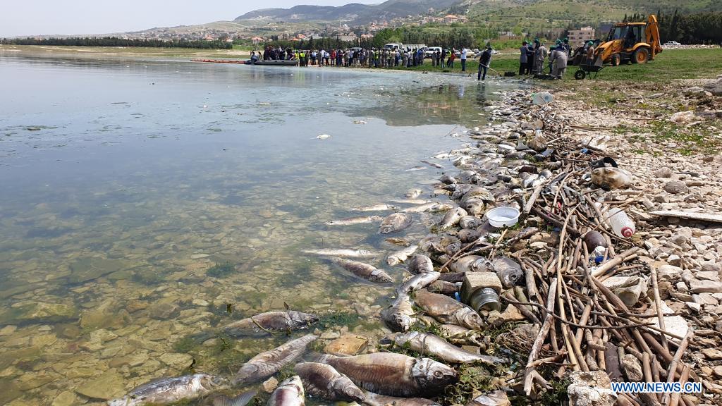 People clear dead fish from Lake Qaraoun in west Bekaa, Lebanon