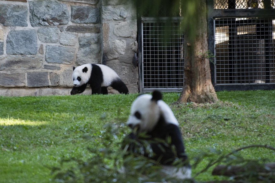 The National Zoo's Panda Cub Has a Name: Xiao Qi Ji - The New York Times