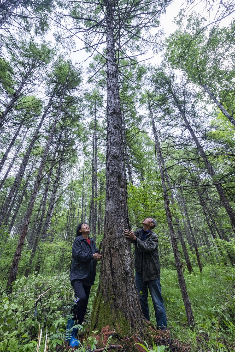 Many trees - 1 Forest/ 天下武林是一家  Small talks about Martial Arts, Life and  more Martial Arts…………..