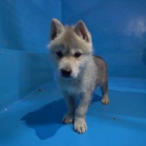 English Wolf Cubs