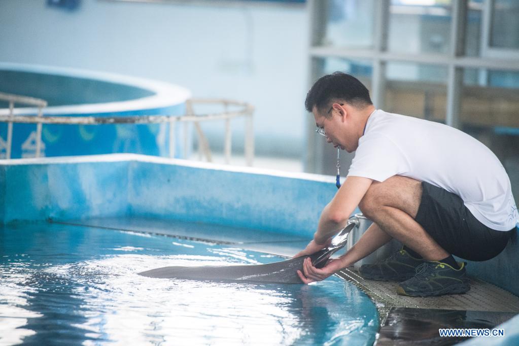 yangtze finless porpoise yyc lives with mother at