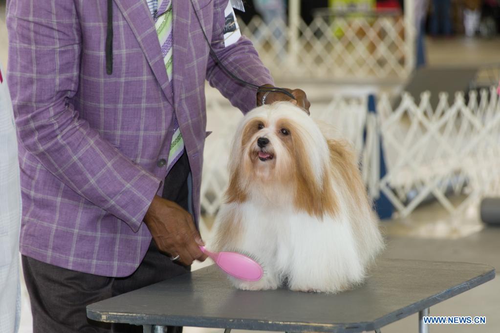 Dog show held in Dallas - Xinhua | English.news.cn