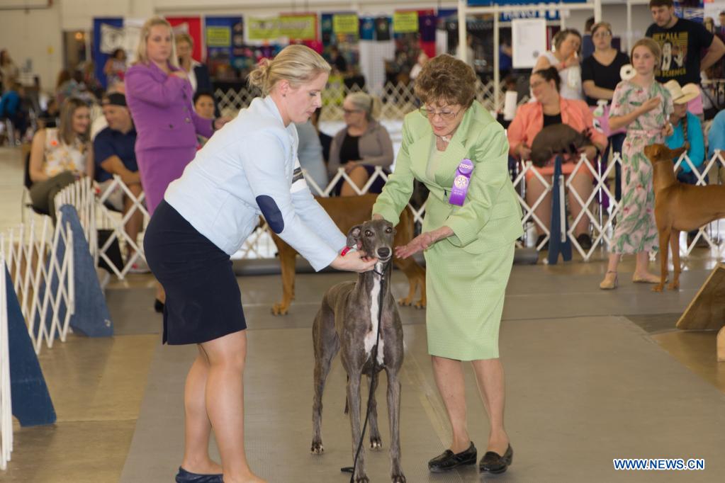 Dog show held in Dallas - Xinhua | English.news.cn