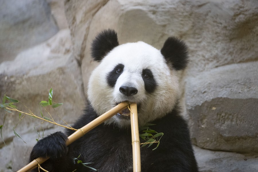 Giant panda in French zoo gives birth to female twins, Wildlife News