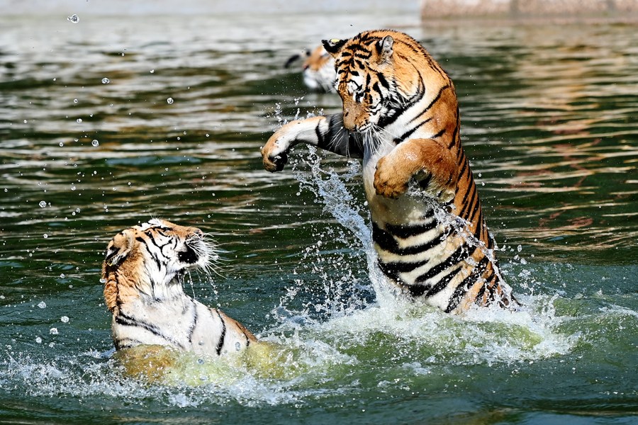 InPics: Over 10 newborn Siberian tiger cubs born in northeast China's  breeding base this year-Xinhua