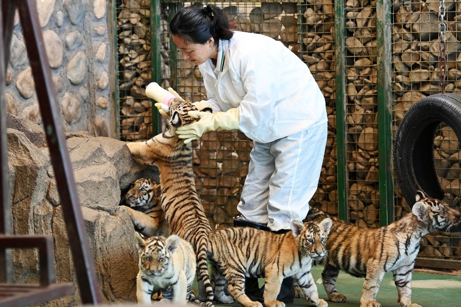 Five Newborn Siberian Tigers Make Public Appearance-Dahe.cn