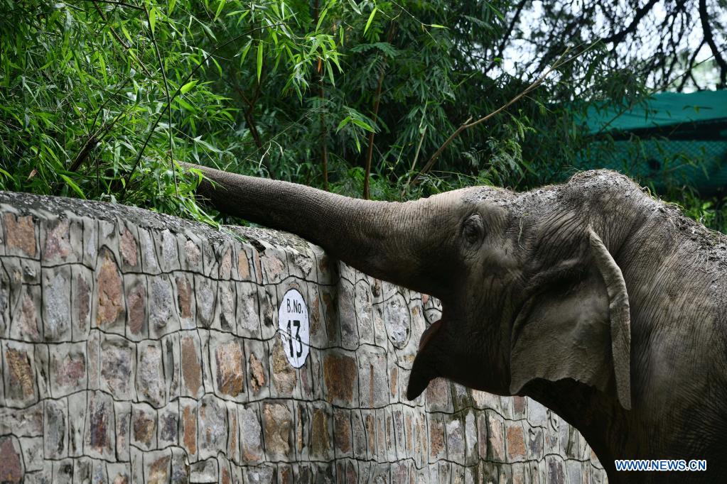 delhi-zoo-reopens-to-public-in-india-xinhua-english-news-cn