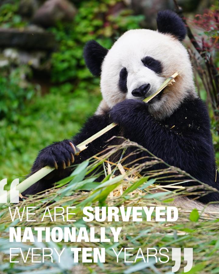 Giant pandas are no longer endangered, thanks to conservation efforts,  China says