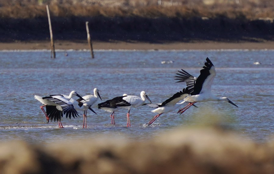 Storke Wetland