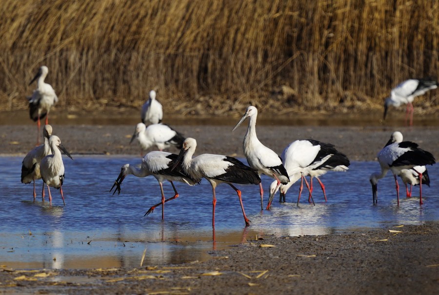 Storke Wetland