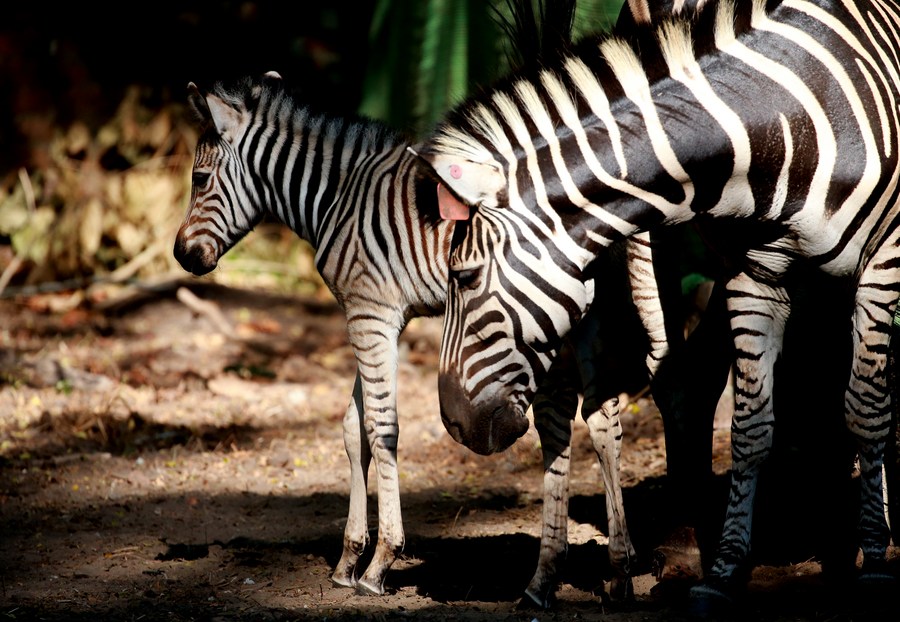  Discover the Joy of Owning a Pet Zebra: A Unique Addition to Your Family