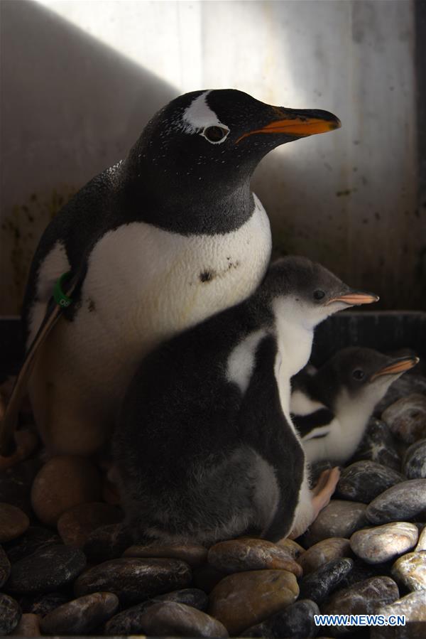 CHINA-HARBIN-POLARLAND-PENGUIN (CN)