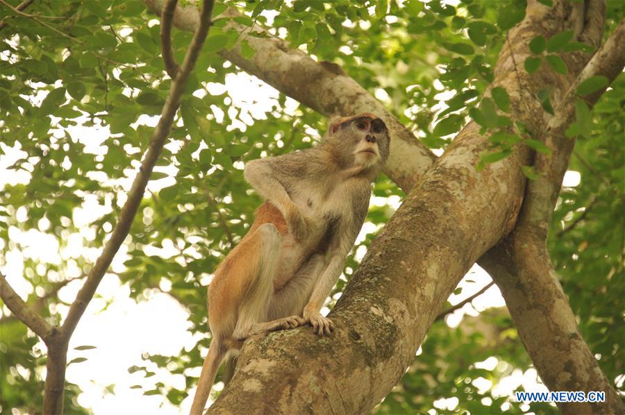 GHANA-ACCRA-LEGON BOTANICAL GARDEN