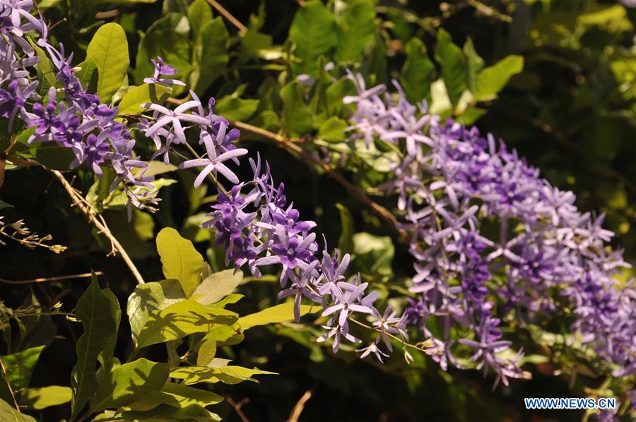 GHANA-ACCRA-LEGON BOTANICAL GARDEN