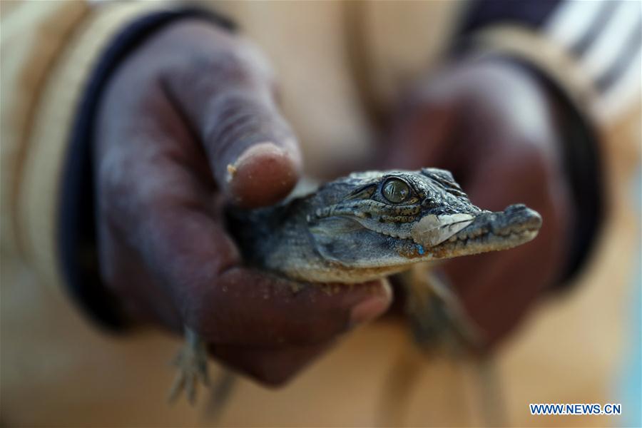 EGYPT-ASWAN-NUBIAN VILLAGE-TOURISM-CROCODILES