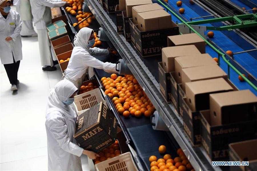 EGYPT-BEHEIRA-CITRUS FARM-FACTORY