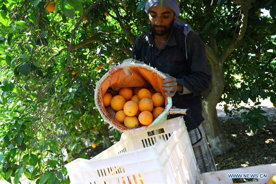 EGYPT-BEHEIRA-CITRUS FARM-FACTORY