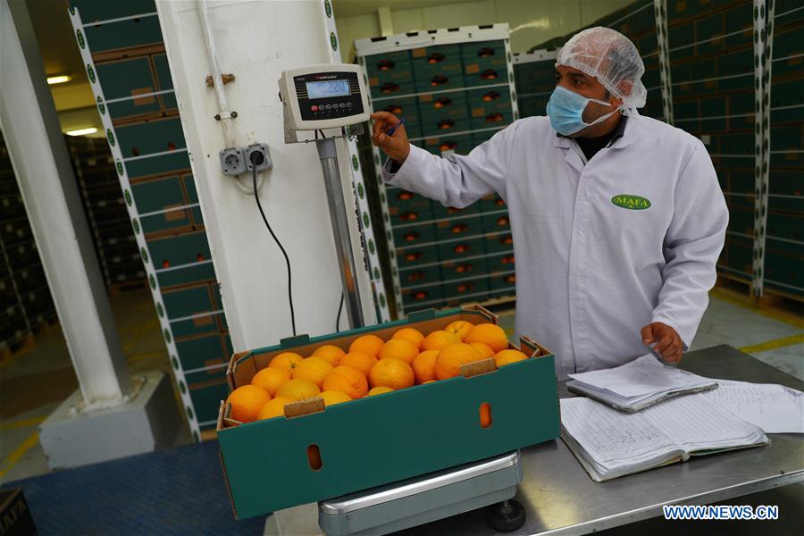 EGYPT-BEHEIRA-CITRUS FARM-FACTORY