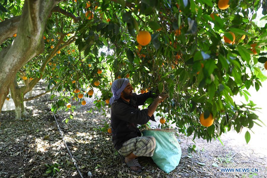 EGYPT-BEHEIRA-CITRUS FARM-FACTORY