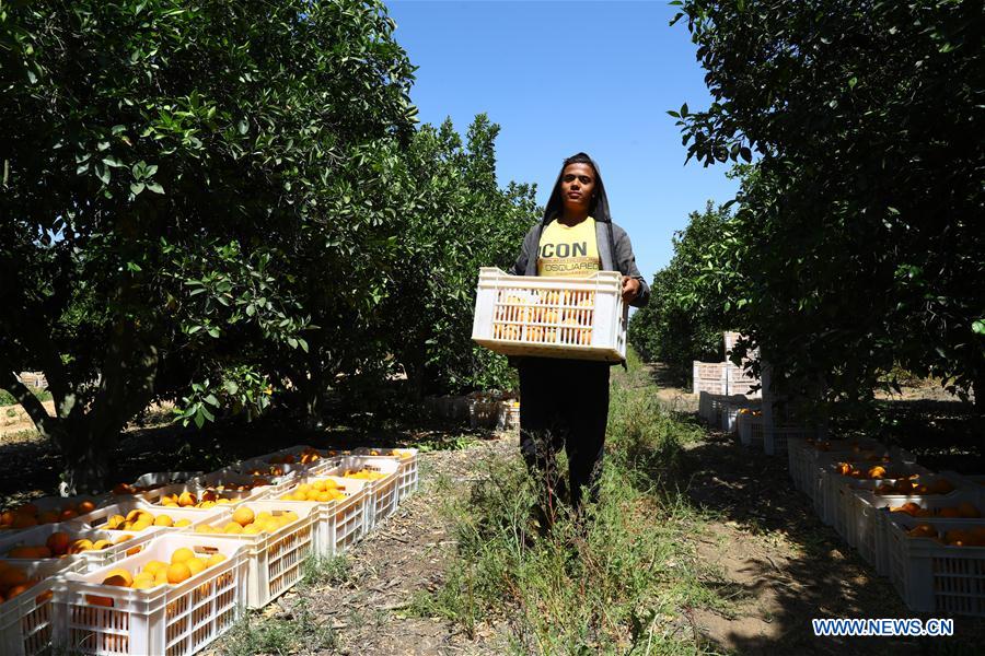 EGYPT-BEHEIRA-CITRUS FARM-FACTORY