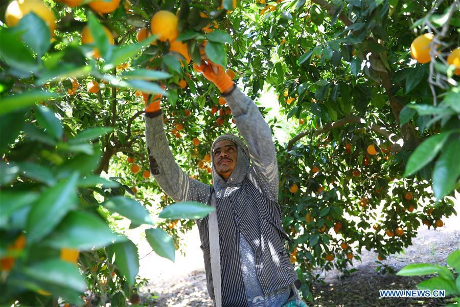 EGYPT-BEHEIRA-CITRUS FARM-FACTORY