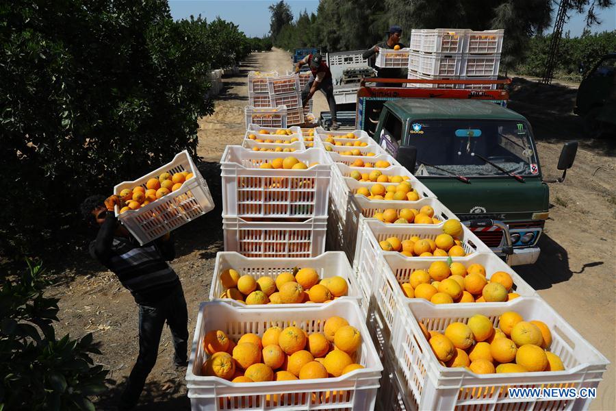 EGYPT-BEHEIRA-CITRUS FARM-FACTORY