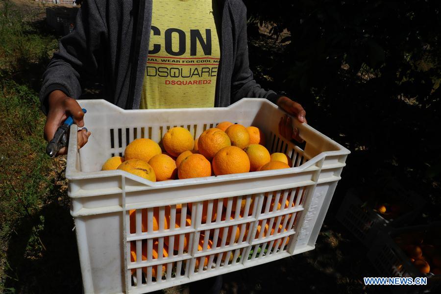 EGYPT-BEHEIRA-CITRUS FARM-FACTORY