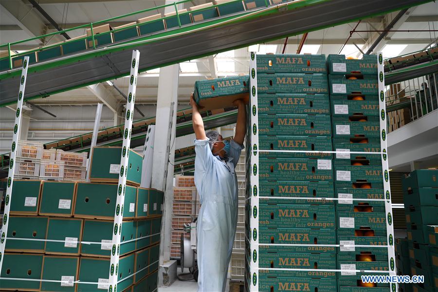 EGYPT-BEHEIRA-CITRUS FARM-FACTORY