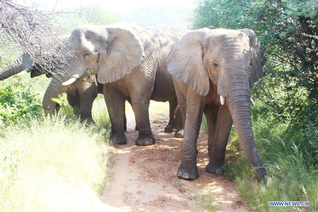 Free roaming elephants in Namibia exacerbate human-wildlife conflict