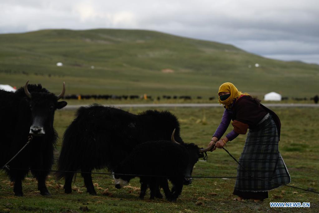 scenery of summer pasture in qinghai