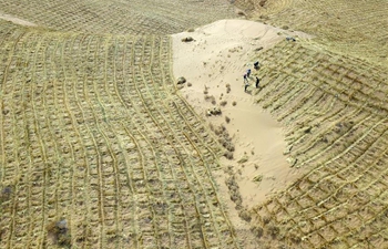 Locals start spring anti-desertification work in Gulang, Gansu