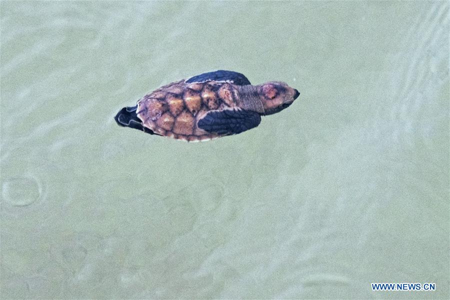 SINGAPORE-SENTOSA ISLAND-HAWKSBILL SEA TURTLE