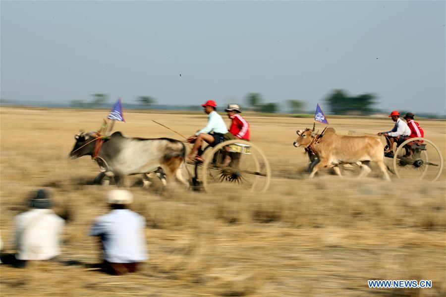 MYANMAR-THEGONE-BULLOCK CART RACING