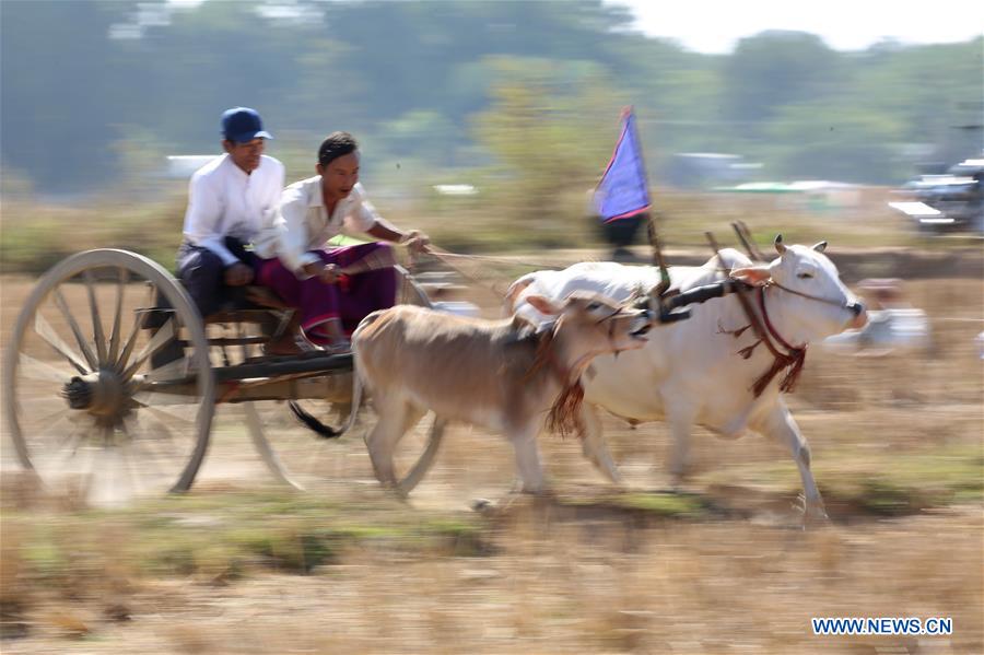 MYANMAR-THEGONE-BULLOCK CART RACING