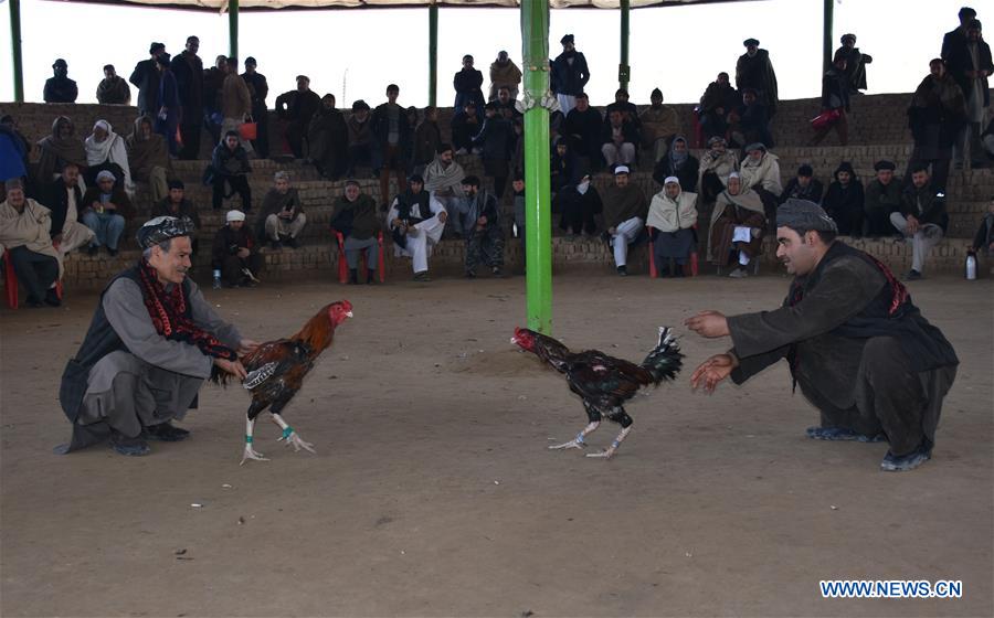 afghan men watch cockfighting in mazar-i-sharif