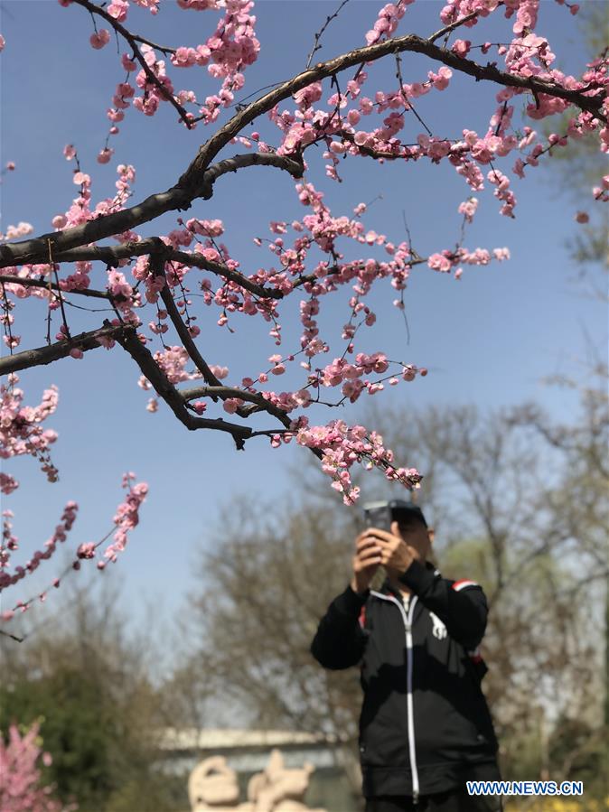 (Beijingcandid)CHINA-BEIJING-SPRING (CN)