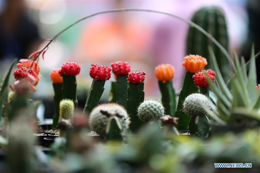 PHILIPPINES-PASAY-CACTUS-SUCCULENT-BROMELIAD-FESTIVAL