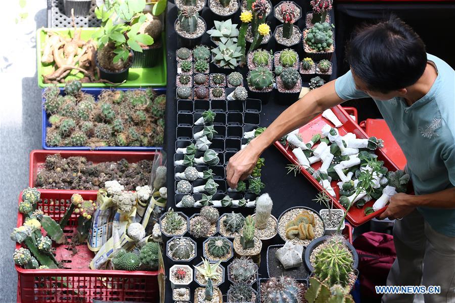 PHILIPPINES-PASAY-CACTUS-SUCCULENT-BROMELIAD-FESTIVAL