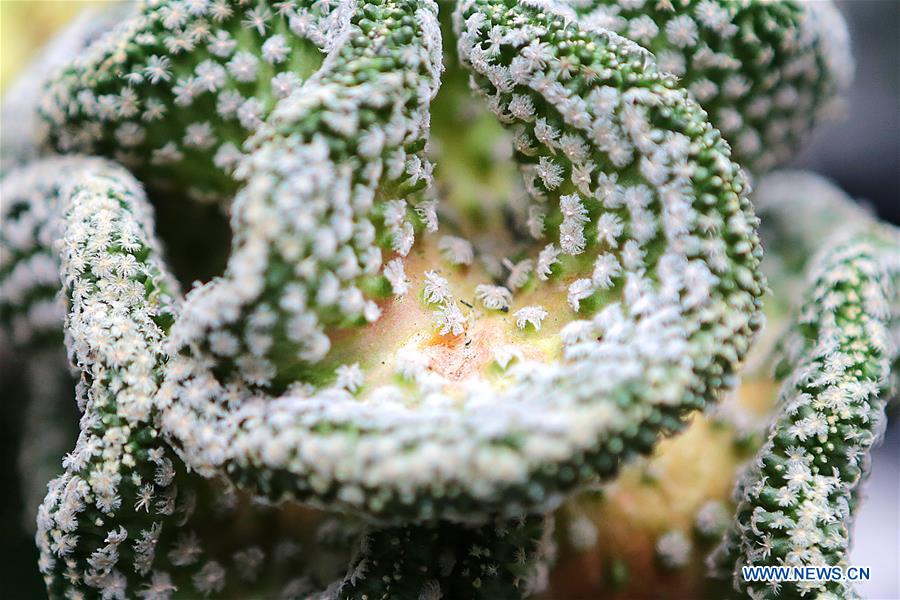 PHILIPPINES-PASAY-CACTUS-SUCCULENT-BROMELIAD-FESTIVAL