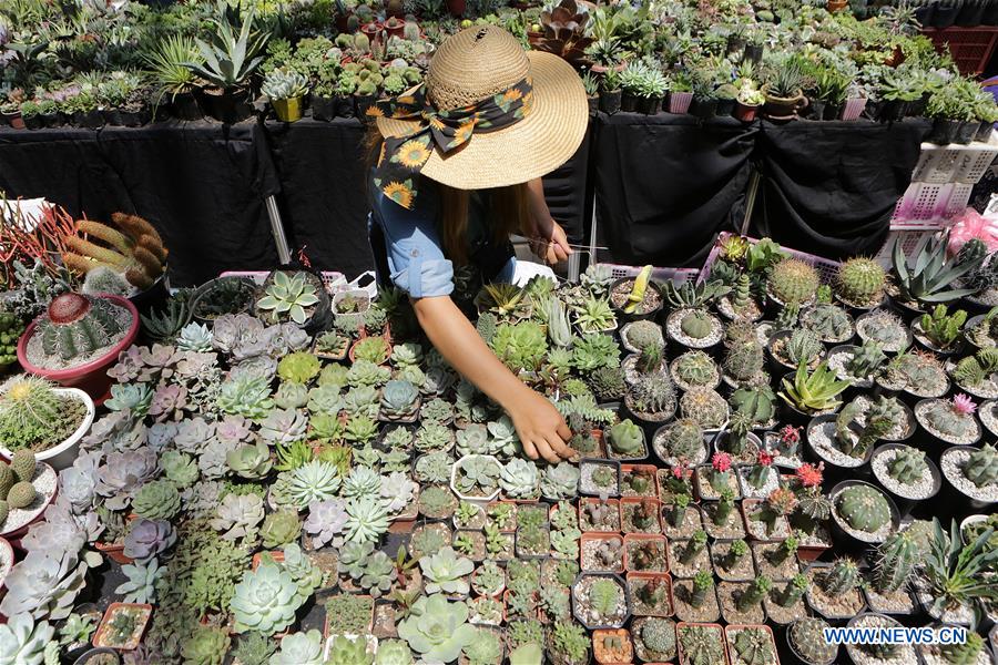 PHILIPPINES-PASAY-CACTUS-SUCCULENT-BROMELIAD-FESTIVAL