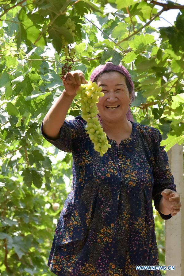 CHINA-XINJIANG-TURPAN-GRAPE-RIPE (CN)