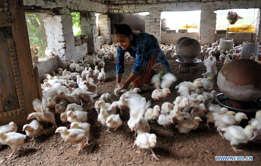 indian poultry farm